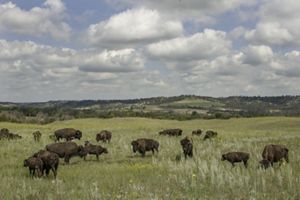 Bison graze on green grasses in the Nebraska Sandhills.