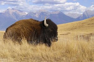 A large, adult bison rests among dry, brown grasses in Montana prairie. Impressive mountains are in the background.