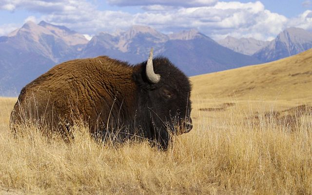 A large, adult bison rests among dry, brown grasses in Montana prairie. Impressive mountains are in the background.