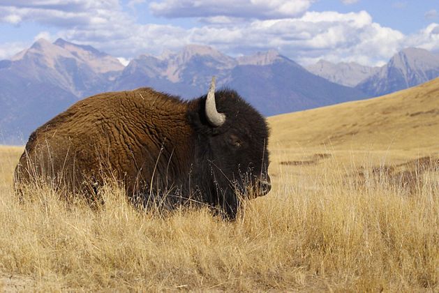 American Bison (Bison bison) grazing at the National Bison Range Wildlife Refuge in Montana.  