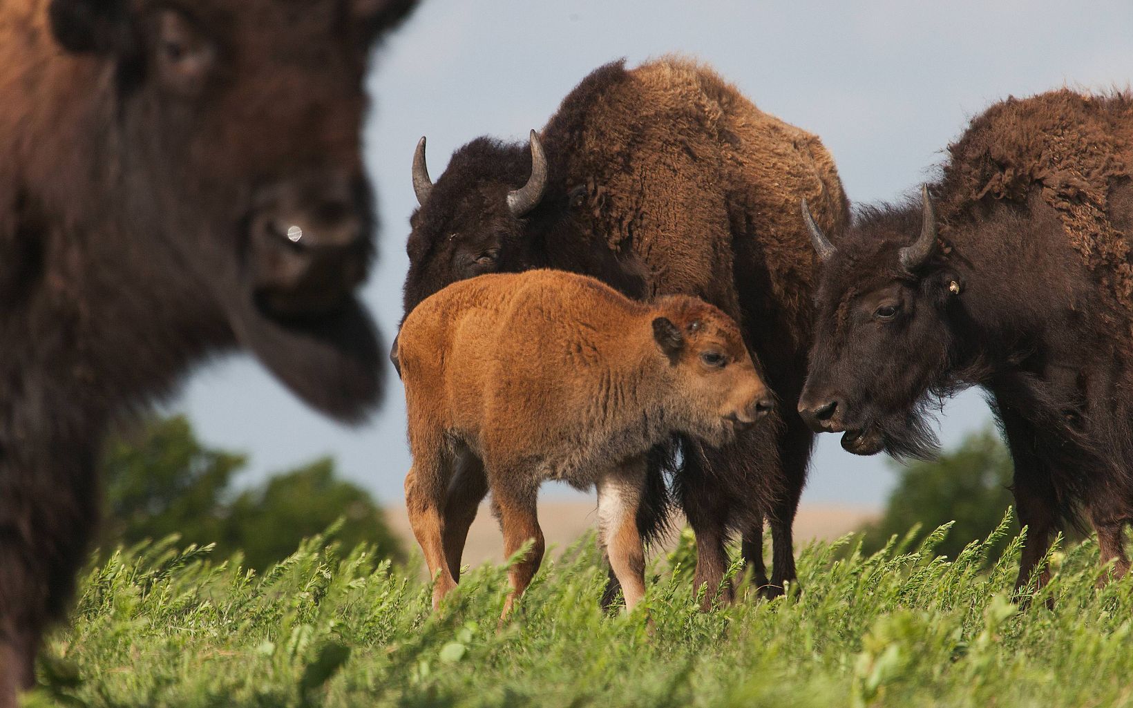 Bison Calf TNC is proud to support ITBC and Tanka Fund in their visions of healing and restoration for both people and nature. © Morgan Heim
