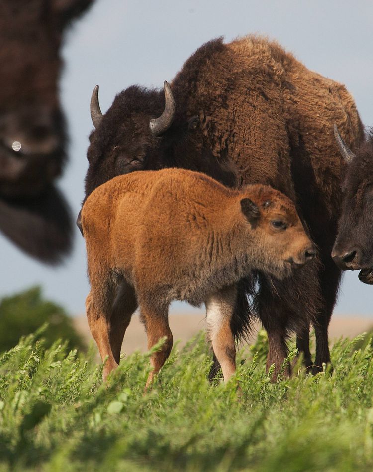 Close-up of a bison calf with mom.