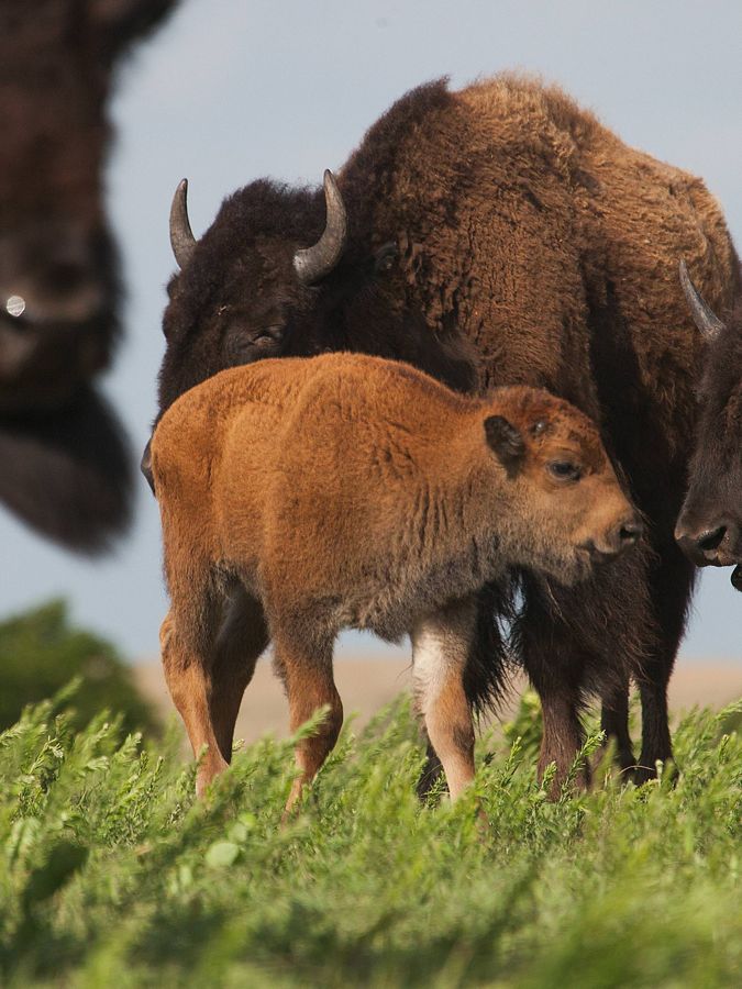 Close-up of a bison calf with mom.