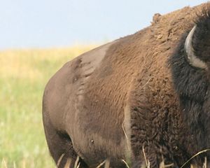 A bison bull walks across an open prairie grassland.