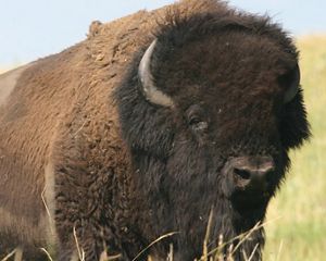Ordway Prairie in South Dakota.