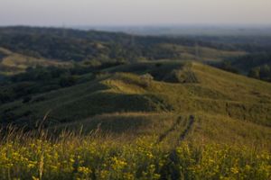 Animal trails stretch across vast grassy hills of a prairie.