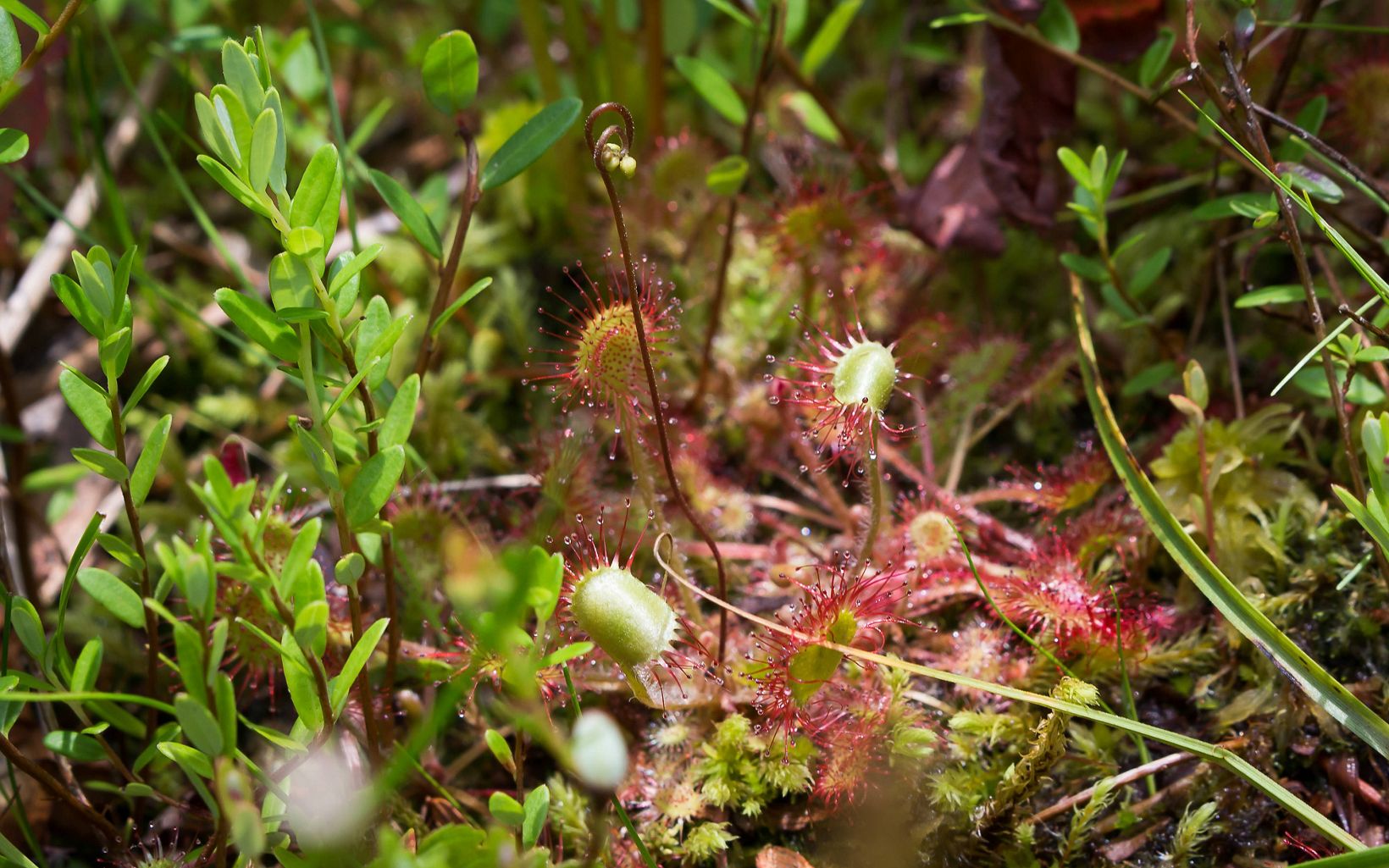 (Drosera rotundifolia) One of Ohio's carnivorous plants, it attracts and digests its prey with the sticky substance on its leaves.