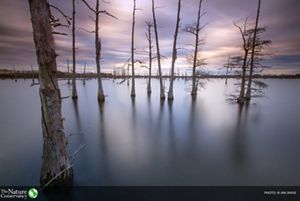 Caddo Black Bayou