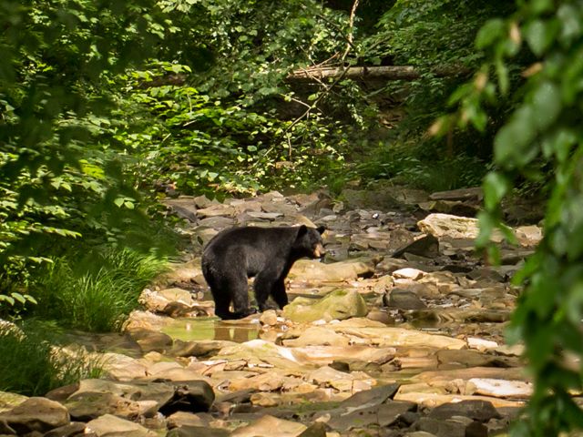 Our goal to connect our Edge of Appalachia Preserve System and nearby Shawnee State Forest will provide protected habitat corridors for more wildlife like black bear & bobcat.