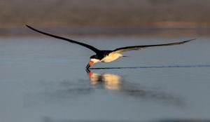 A black and white bird flies above the water. 