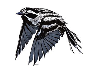 An illustration of a Black-and-White Warbler.