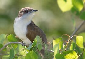 Black-billed cuckoo perched on branch.