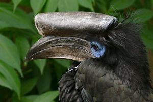 a profile of a bird's head with a very large, cylindrical beak extension on top.