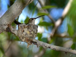 Small hummingbird sits in nest in tree.