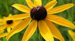 A yellow flower with a brown center.
