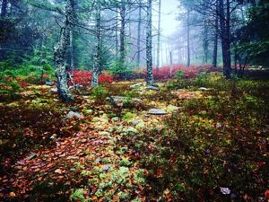 Misty woods with trees, moss and lichens.