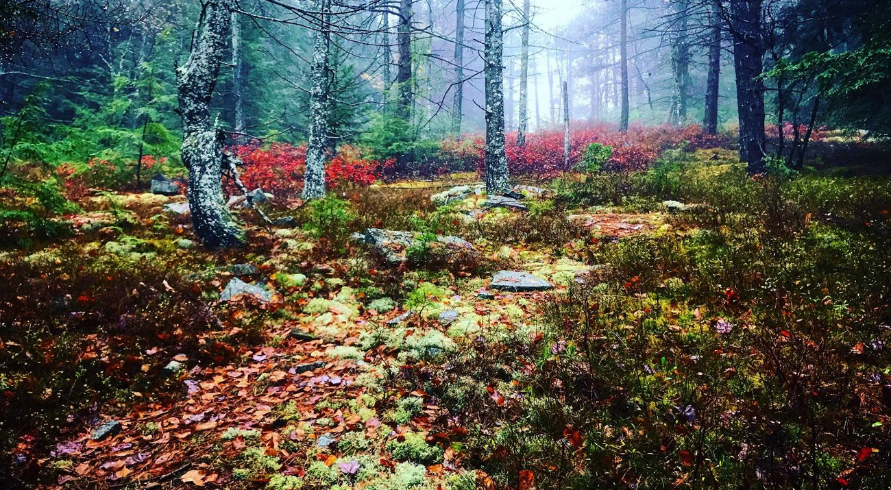 Misty woods with trees, moss and lichens.