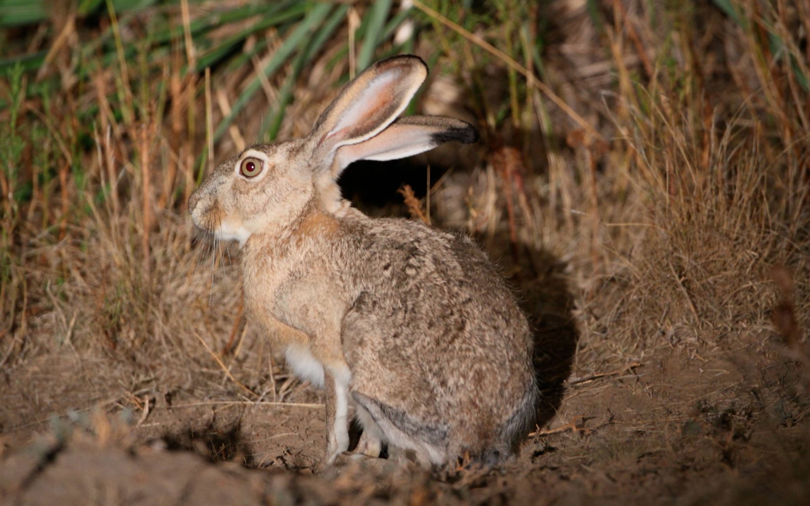 Light brown rabbit with long ears that stick up.