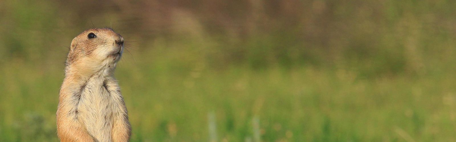 Black-tailed prairie dog peeking out