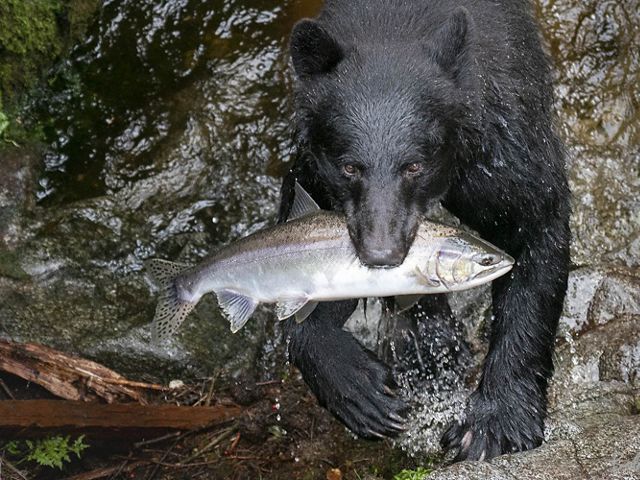 A black bear carries a fresh-caught salmon