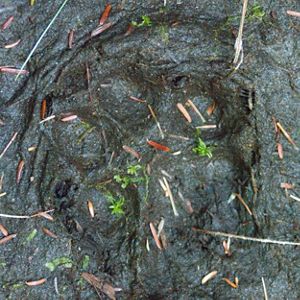 A black bear pawprint in mud.