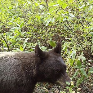 A black bear walks in front of a trail camera triggering a photo.