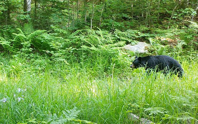 A black bear walks through a forest clearing that is full of bright green grass and other plants. 
