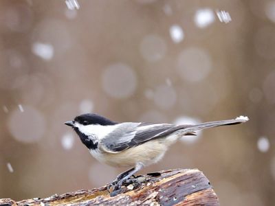Black and white bird perched on rock in falling snow.