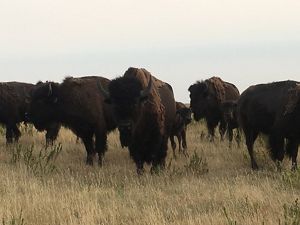Bison herd.