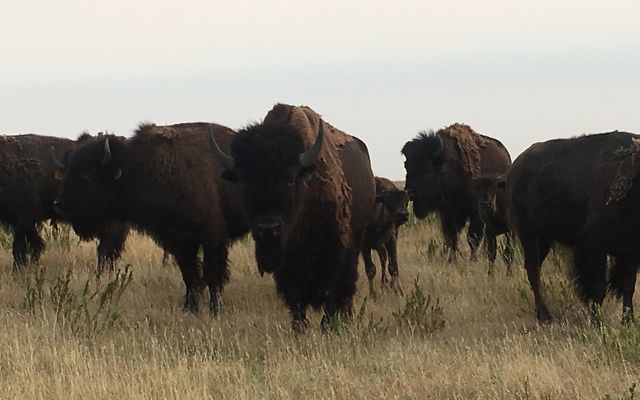 Bison herd.
