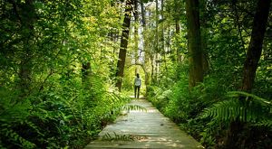 A person walks along a boardwalk in a dense forest.