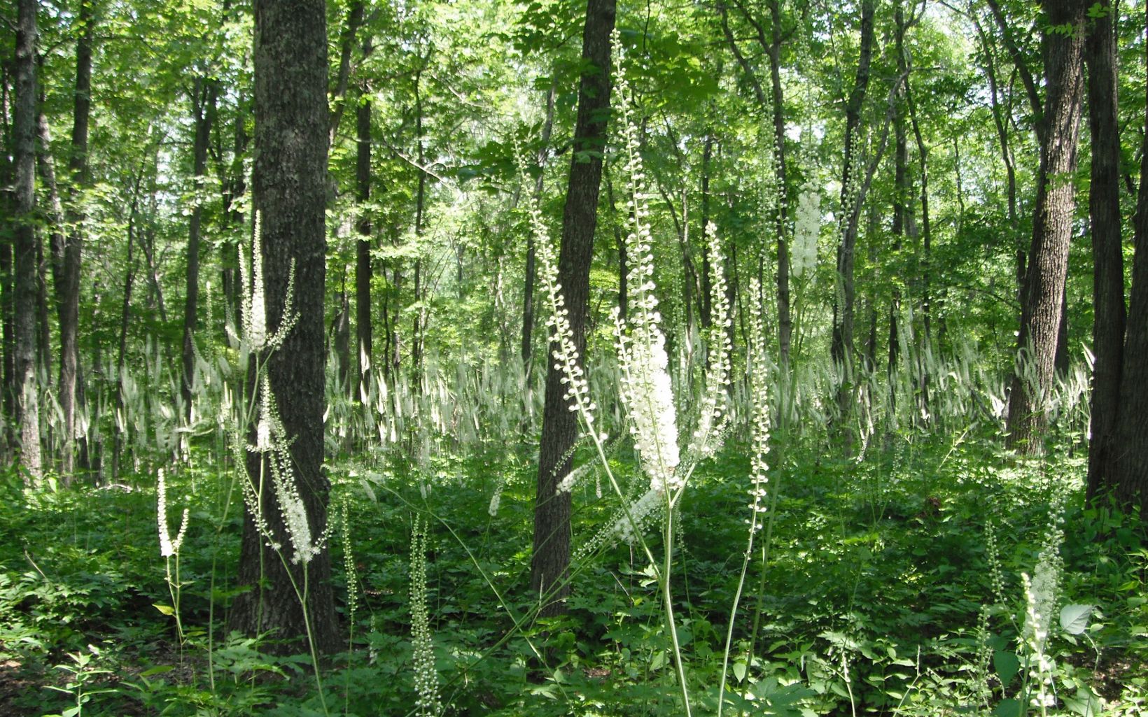 Black cohosh grows under the canopy of the trees