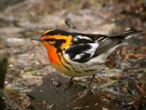 Small bird with vivid orange in face and throat and triangular black facial pattern stands on a rock on the ground.