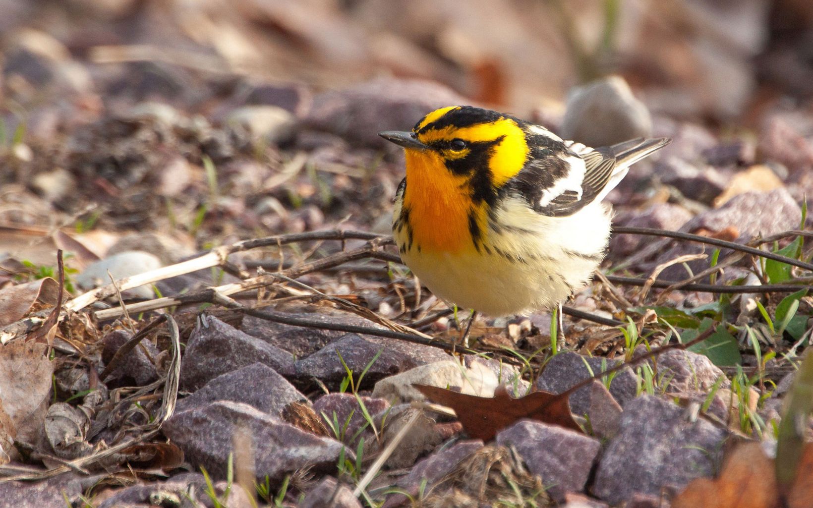 Blackburnian Warbler The vivid orange color of this bird is usually best seen in the breeding of males. © Steve S. Meyer