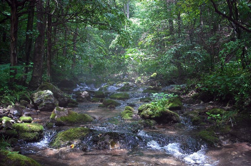 Clear water rushes over rocks in a mountain stream. A beam of sunlight cuts through the deep shade of surrounding trees.