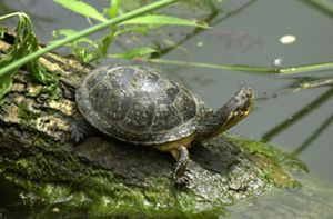 Blanding's turtle resting on a moss-covered log