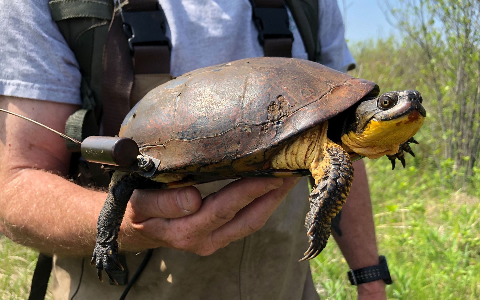 This female Blanding’s turtle “Zelda” carries a tracking device as part of a research project to learn more about her species’ habitat needs.