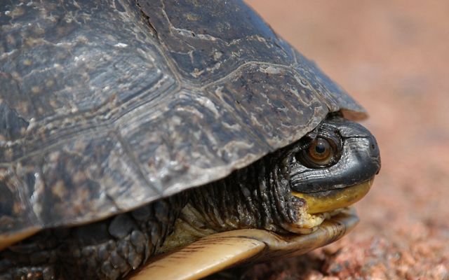 Closeup of a turtle peeking out of its shell.