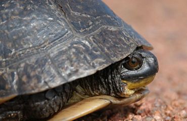 Closeup of a turtle peeking out of its shell.