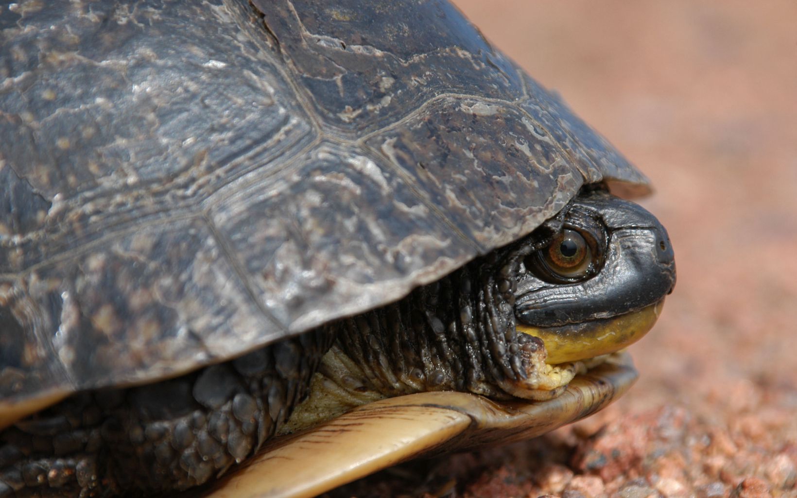 Blanding's Turtle Classified as threatened in Ohio, it can be found in wet meadows and aquatic areas of northern Ohio.  A distinguishing feature is its yellow throat. © USFWS Midwest, CC BY 2.0