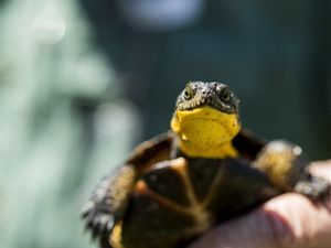 Baby Blanding's turtle in a researchers hand.