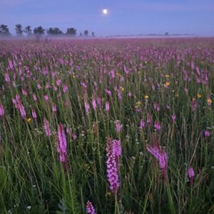 Vibrant magenta-purple blazing star in bloom.