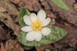 A white and yellow flower blooms from a tree trunk.