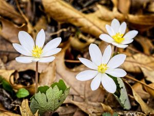 Three small white flowers with eight petals and yellow centers stick up above dead brown leaves on the ground.