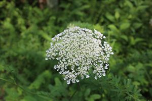 A wispy white flower rises from verdant greenery. 
