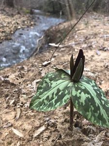 A dark green bloom perches on three dappled green leaves, popping through brown winter ground. 