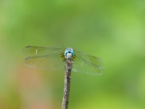A male blue dasher is perched on a twig with its wings folded forward. 