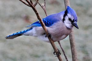 An adult blue jay resting on a tree branch.