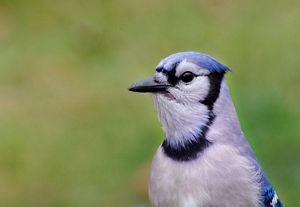 The white, black and blue head of an adult blue jay.