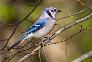 An adult blue jay perched on a small branch.